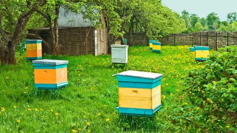 honey beehives in backyard