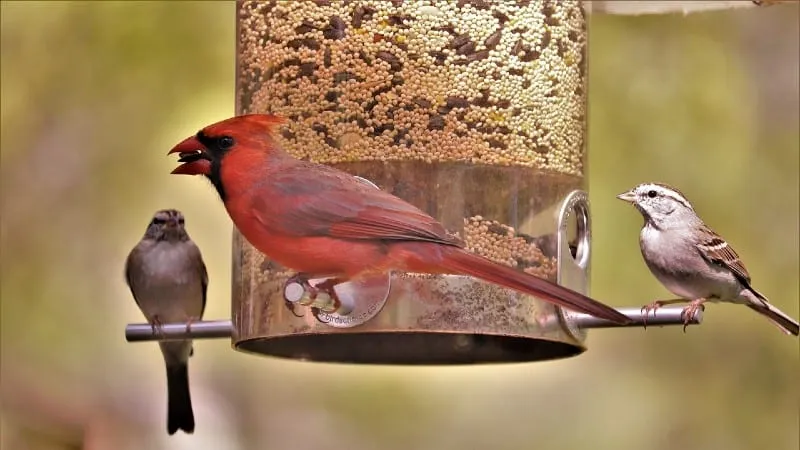 How to Hang a Bird Feeder Without a Tree