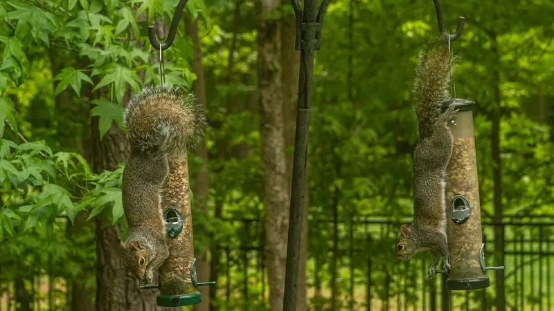 Will Vaseline Keep Squirrels off Bird Feeders