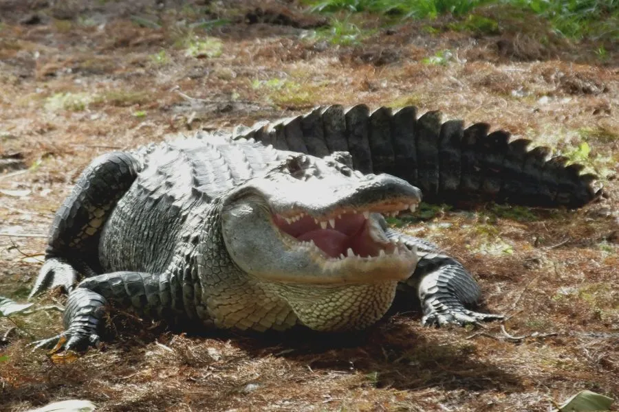How fast Alligators can run