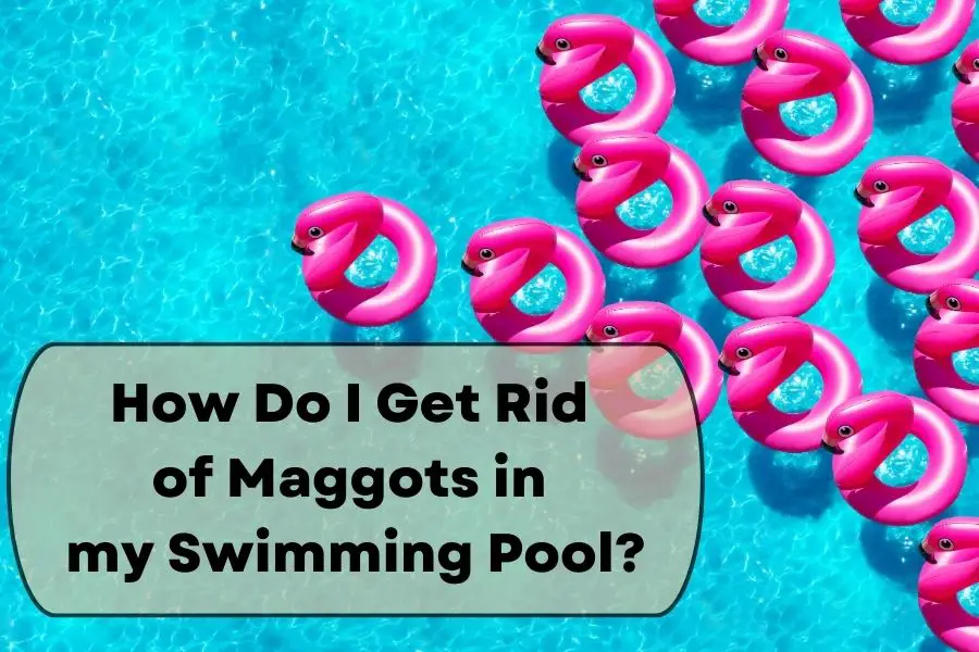 How Do I Get Rid of Maggots in my Swimming Pool